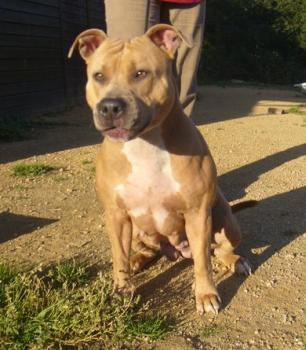 Americk� staford�irsk� terier