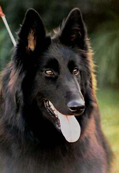 Belgick� ov��k Groenendael