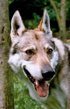 Hlava �eskoslovensk�ho vl��ka