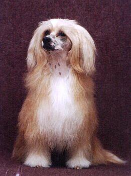 ��nsk� chocholat� pes - varieta labut�nka