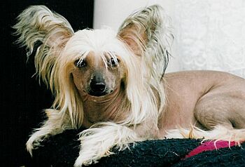 ��nsk� chocholat� pes