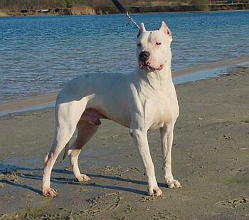 Argentinsk� doga - Dogo Argentino