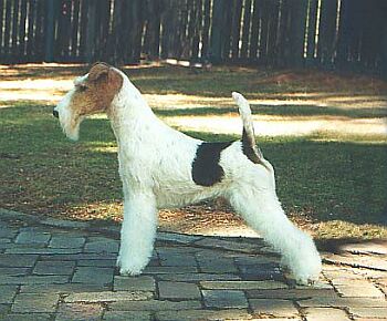 Foxterier drsnosrst�