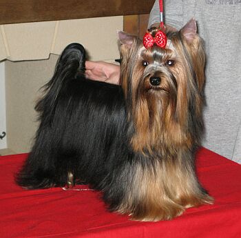 Evergreen �lut� �eka