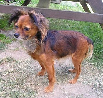 Moskevsk� dlouhosrst� toy teri�r