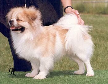Tibetsk� �pan�l - Tibetan Spaniel