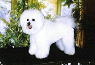 DREAM of W.MEGG z Podchotuc�