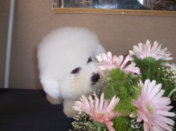 TAMINO GIMAJ z Podchotuc�