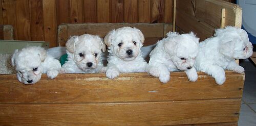 �t���tka vrhu I