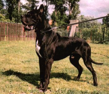 Dino z Josefovsk�ch bud CS