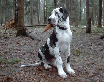 Falco z Josefovsk�ch bud CS