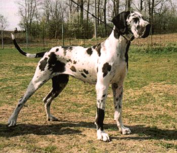 MONA LISA JACK�V SM�CH