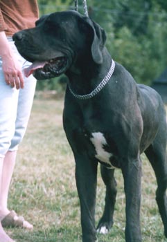 NAOMI MIR�Z BOHEMIA