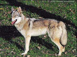 �eskoslovensk� vl��k