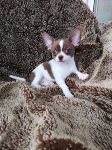 �ivava �t��ata adopce