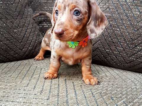 Samci a samice miniaturn� jezev��ka �t��ata