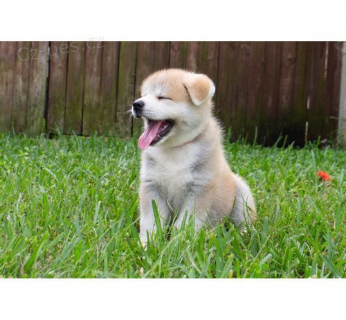 Akita Inu, �t��ata ps� a samic