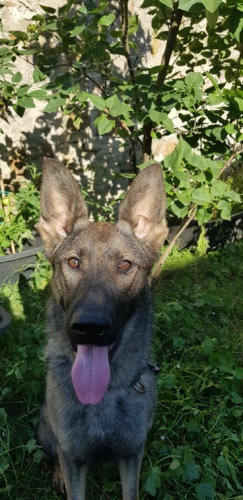 Fenka NO 16 měsíců Fenka NO 16 měsíců