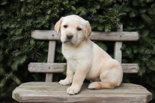 Labradorsk� retr�vr