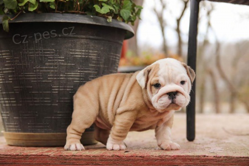 Anglický buldok Anglický buldok