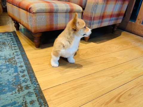 12 t�dn� welsh Corgi Pembroke �t��ata k dispozici%%