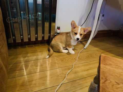 12 t�dn� welsh Corgi Pembroke �t��ata k dispozici%^^%