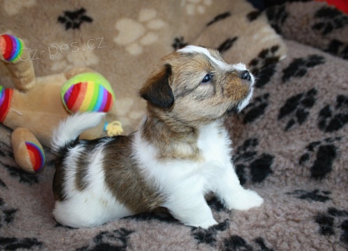 Jack Russel terier s PP Jack Russel terier s PP