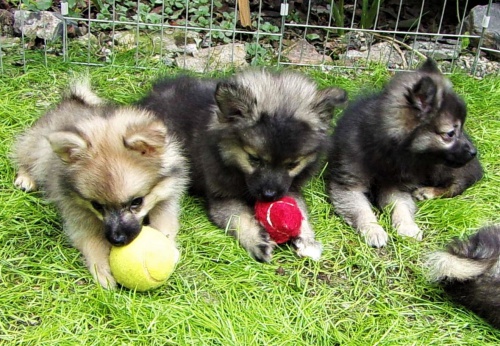 N�meck� �pic s PP