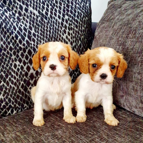 �t�n� kr�le Karla Cavaliera