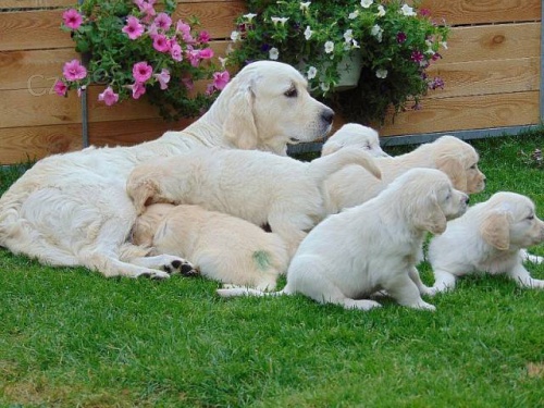 Prod�m �t���tko pejska Zlat�ho retr�vra