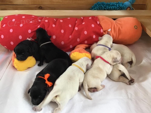 Štěňátka labradorského retrívra Štěňátka labradorského retrívra