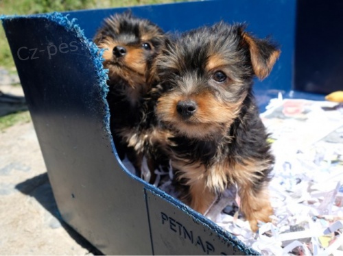 Kr�sn� Yorkies na prodej