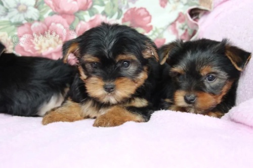 Jork��rsk� teri�r