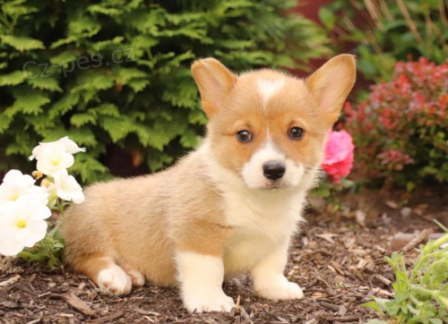 Vel�tina Corgi (Pembroke)