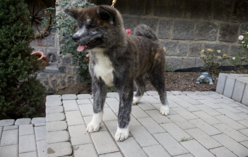 Akita Inu s PP - ihned k odběru Akita Inu s PP - ihned k odběru