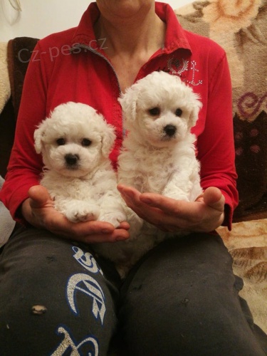 Milující Bichon Frize štěňata připravena pro nové domovy Milující Bichon Frize štěňata připravena pro nové domovy