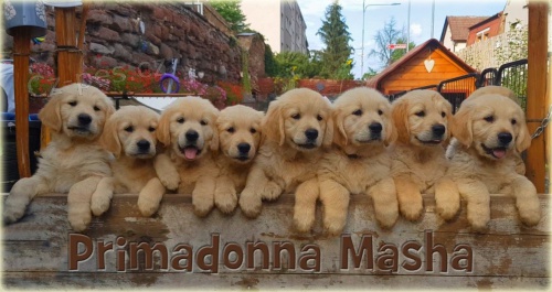 Zlat� retr�vr - �t�n�