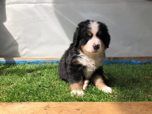 bernsk� sala�nick� pes hledaj� zcela nov� pro na�e �t��ata, jsou o�kov�ni a zdravotn� registrovan�, aktu�ln� se v�emi dokumenty a pasem. pros�m pomozte jim d�t domov.