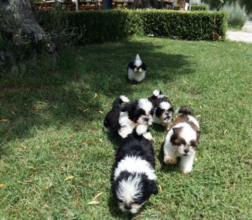 �t��ata Shih Tzu budou mal�