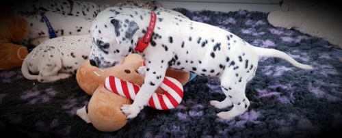 Dalmatinsk� �t���tka p�ipravena