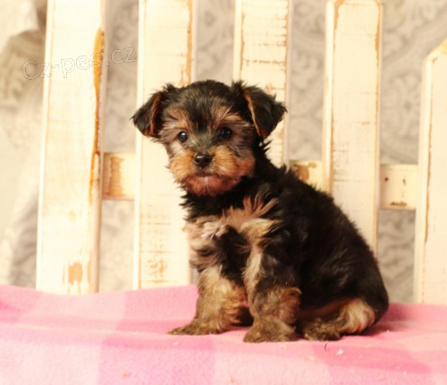 �t��ata york��rsk�ho teri�ra pro adopci zdarma