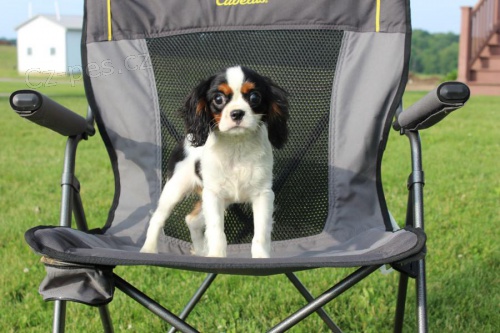 Kaval�r King Charles �pan�l �t��ata pro adopci zdarma