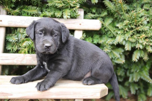�t��ata labradorsk�ho retr�vra pro adopci zdarma