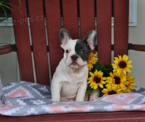 mu�sk� a �ensk� francouzsk� buldo�ek k adopci