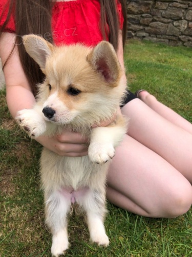 Vel�sk� Pembroke Corgis Kc Reg