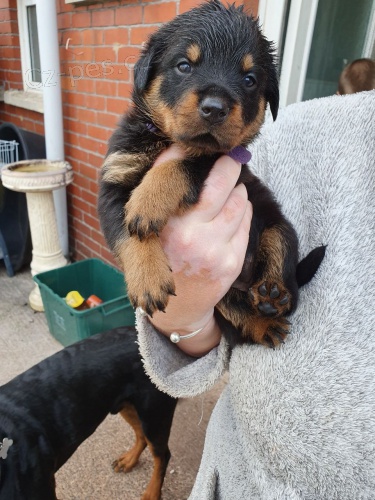 �t��ata rotvajleru