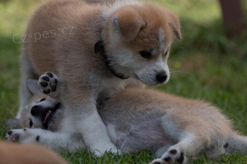 krásná štěňata akita inu připravená do nových domovů krásná štěňata akita inu připravená do nových domovů