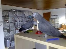 Papoušek africký pro adopci Papoušek africký pro adopci