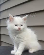 Ohromuj�c� ko�ata Maine Coon