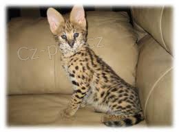 Rozko�n� Savannah - serval - Ocelot - caracal ko��tka na prodej